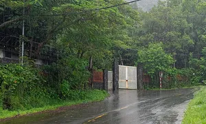 Thu hồi hơn 7.000 m2 đất ở rừng Sơn Trà Thu hồi hơn 7.000 m2 đất ở rừng Sơn Trà