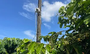 Lắp camera, dựng lều canh trộm cà phê Lắp camera, dựng lều canh trộm cà phê