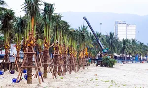 Đà Nẵng trồng dừa để thu hút thêm khách Đà Nẵng trồng dừa để thu hút thêm khách