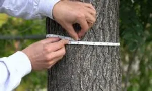 Loay hoay chia số Pi để đo đường kính gỗ làm cột nhà Loay hoay chia số Pi để đo đường kính gỗ làm cột nhà
