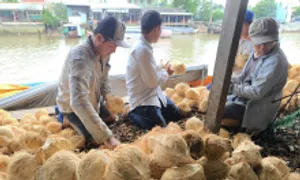 Dừa Bến Tre đắt nhất 5 năm Dừa Bến Tre đắt nhất 5 năm
