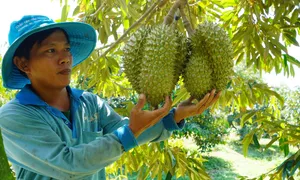 Xuất khẩu sầu riêng, gạo bứt phá năm 2024 Xuất khẩu sầu riêng, gạo bứt phá năm 2024