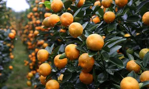 Làng quất cảnh lớn nhất miền Trung vào vụ Tết Làng quất cảnh lớn nhất miền Trung vào vụ Tết