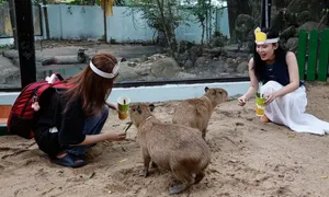 Khách thích thú 'nựng' capybara ở Thảo Cầm Viên Sài Gòn Khách thích thú 'nựng' capybara ở Thảo Cầm Viên Sài Gòn