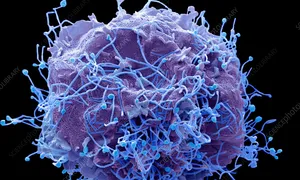Virus đang lây lan ở Trung Quốc nguy hiểm thế nào Virus đang lây lan ở Trung Quốc nguy hiểm thế nào