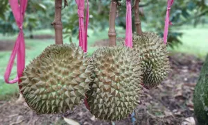 Trung Quốc - thị trường tỷ USD của nông sản Việt Trung Quốc - thị trường tỷ USD của nông sản Việt