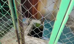 Bé trai 5 tuổi tử vong tại bể chứa nước của trường mầm non Bé trai 5 tuổi tử vong tại bể chứa nước của trường mầm non