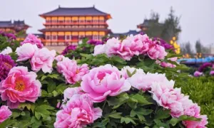 Mẫu đơn bung nở rực rỡ ở Lạc Dương Mẫu đơn bung nở rực rỡ ở Lạc Dương