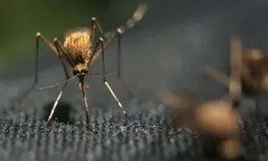 Người có 'cơ thể axit' dễ bị muỗi đốt hơn? Người có 'cơ thể axit' dễ bị muỗi đốt hơn?