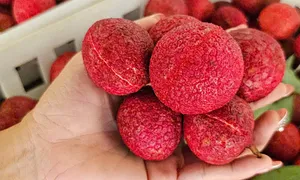 Sốt giá vải không hạt Thanh Hóa Sốt giá vải không hạt Thanh Hóa