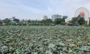 Hoàn thành bổ cập nước cho Hồ Tây trước ngày 2/9 Hoàn thành bổ cập nước cho Hồ Tây trước ngày 2/9