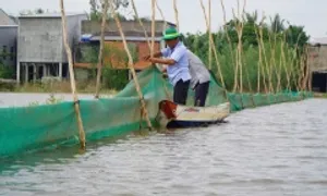 'Trữ' cá, tôm mùa nước nổi về đồng, chờ lớn mới thu hoạch 'Trữ' cá, tôm mùa nước nổi về đồng, chờ lớn mới thu hoạch