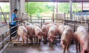 Giá heo hơi tiếp tục lao dốc Giá heo hơi tiếp tục lao dốc